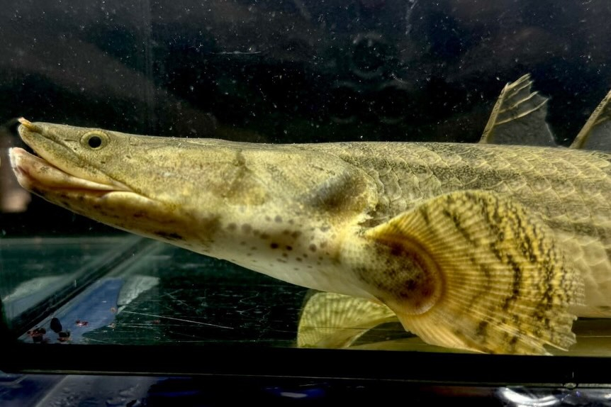 【特価】Po.エンドリケリー 