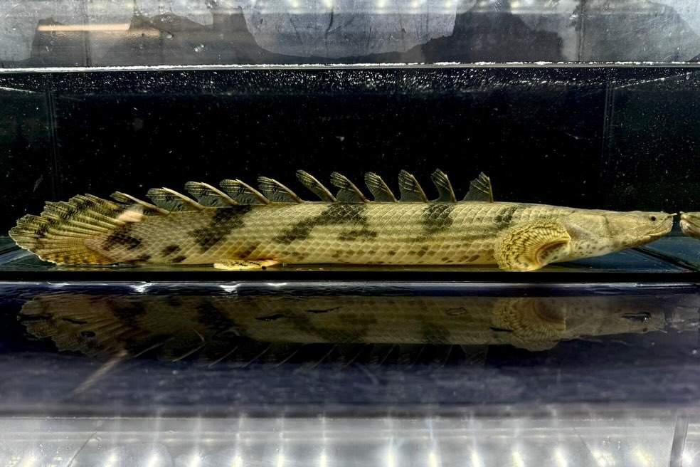 【特価】Po.エンドリケリー 