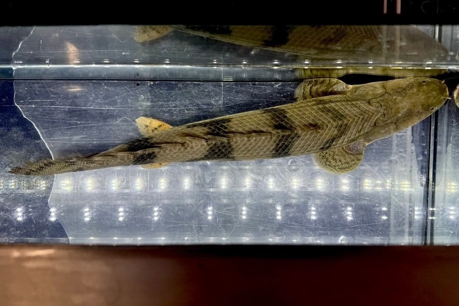 【特価】Po.エンドリケリー 