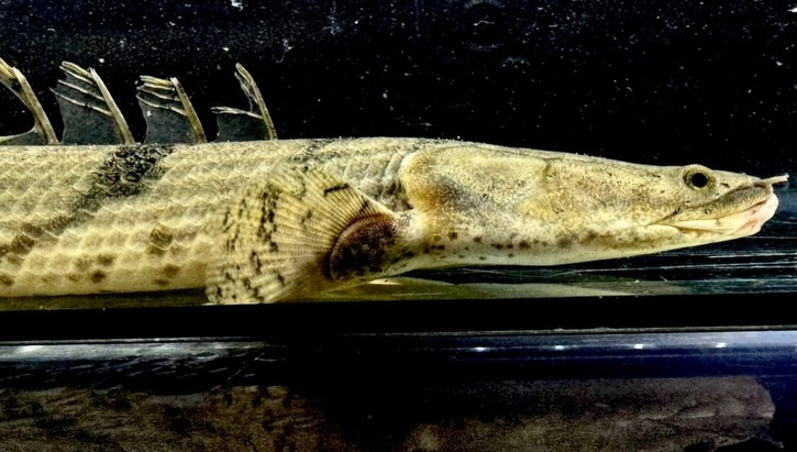 Po.エンドリケリー ナイジェリア産 30up①34cm