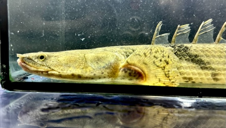 Po.エンドリケリー ナイジェリア産 30up①34cm