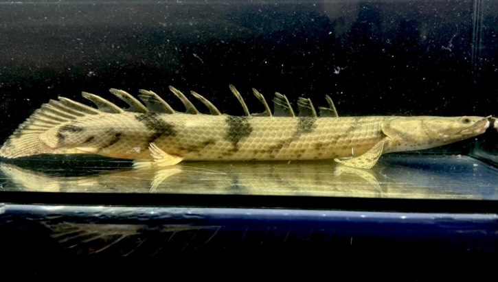 Po.エンドリケリー ナイジェリア産 30up①34cm