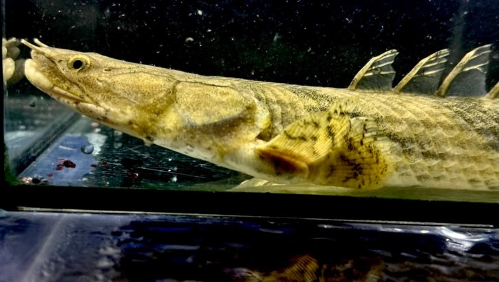 Po.エンドリケリー ナイジェリア産 30up②33cm