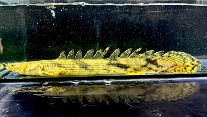 Po.エンドリケリー ナイジェリア産 30up②33cm