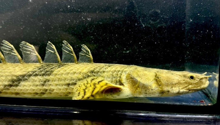 Po.エンドリケリー ナイジェリア産 30up②33cm