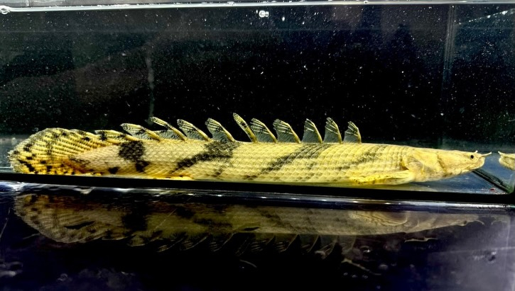 Po.エンドリケリー ナイジェリア産 30up②33cm