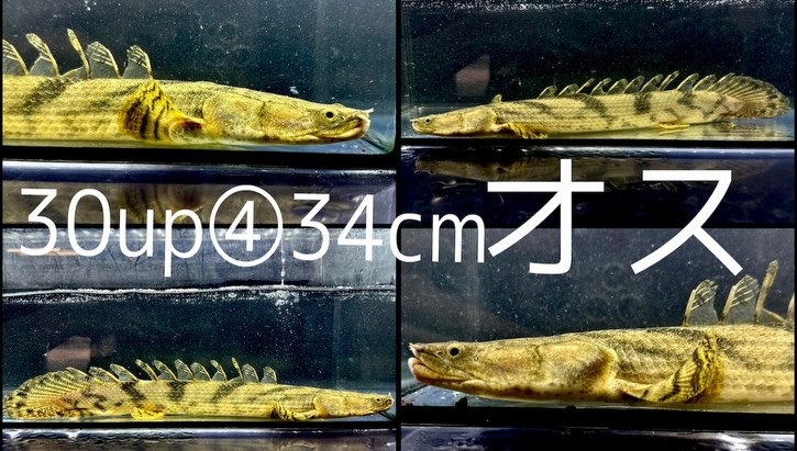 ⁡Po.エンドリケリー ナイジェリア産 30up④34cm