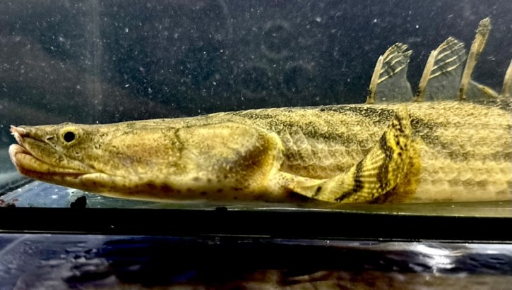 ⁡Po.エンドリケリー ナイジェリア産 30up④34cm