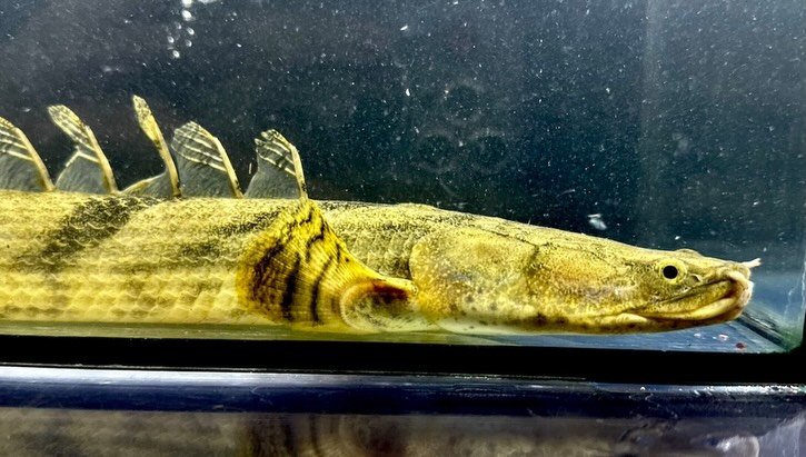 ⁡Po.エンドリケリー ナイジェリア産 30up④34cm