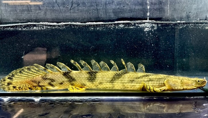 ⁡Po.エンドリケリー ナイジェリア産 30up④34cm