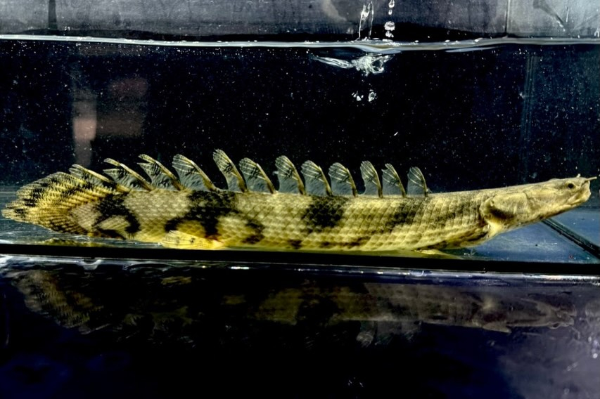 【難有】Po.エンドリケリー 