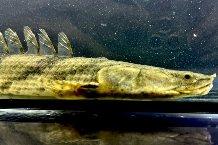 【難有】Po.エンドリケリー 