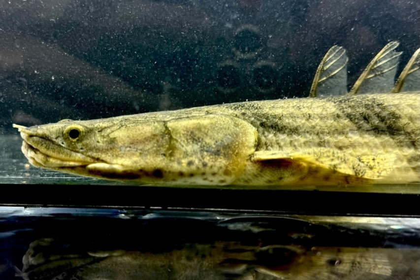 【難有】Po.エンドリケリー 