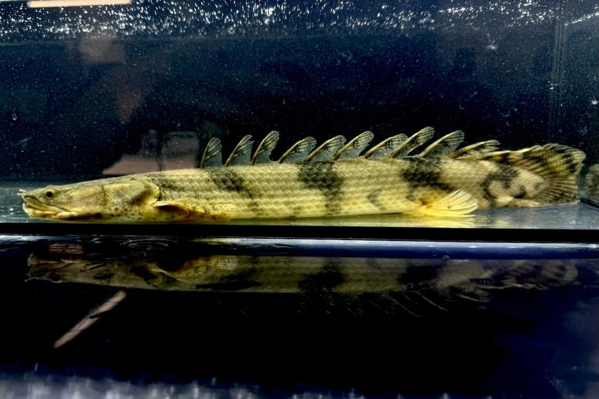 【難有】Po.エンドリケリー 