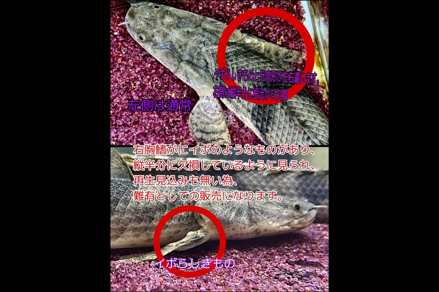 【難有】Po.エンドリケリー 