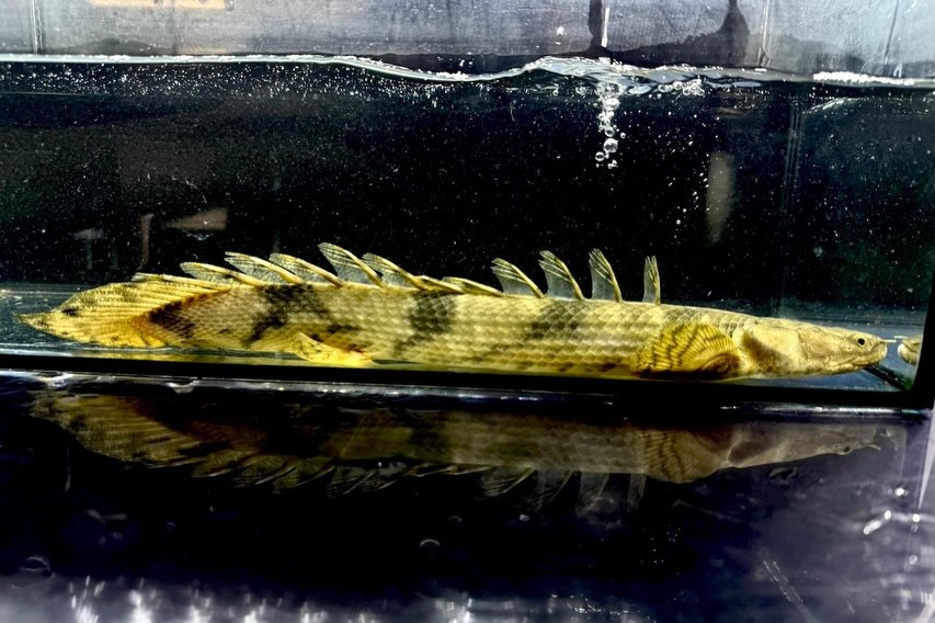 Po.エンドリケリー ナイジェリア産 30up③34cm