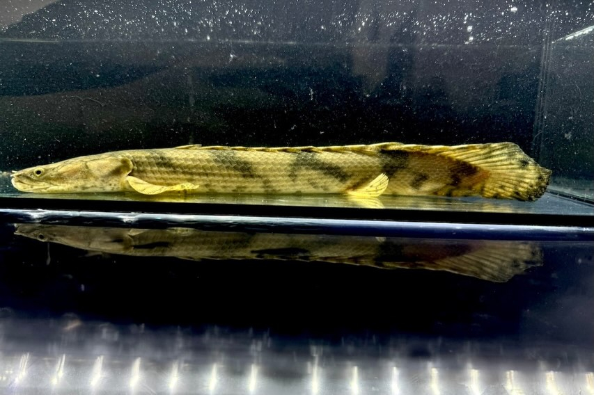 Po.エンドリケリー ナイジェリア産 30up③34cm