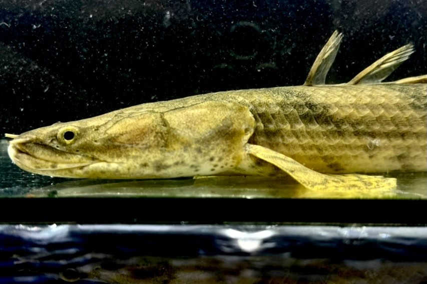 Po.エンドリケリー ナイジェリア産 30up③34cm