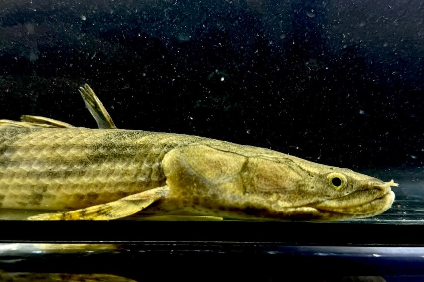 Po.エンドリケリー ナイジェリア産 30up③34cm