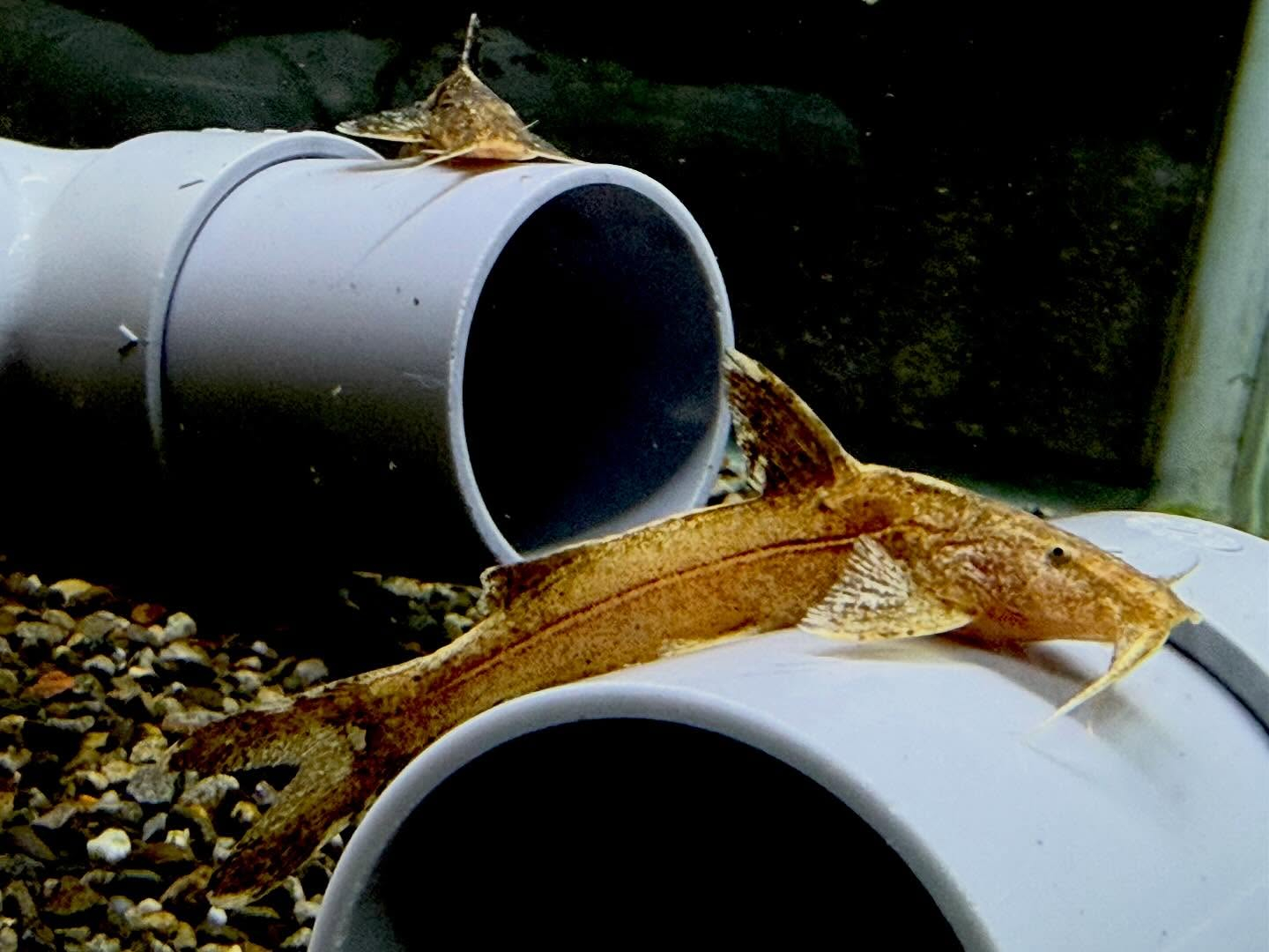 グリプトソラックス sp. タイ南部産 5~6cm±