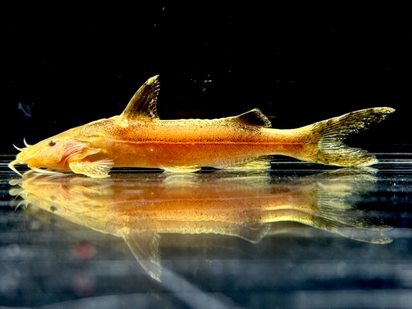 グリプトソラックス sp. 