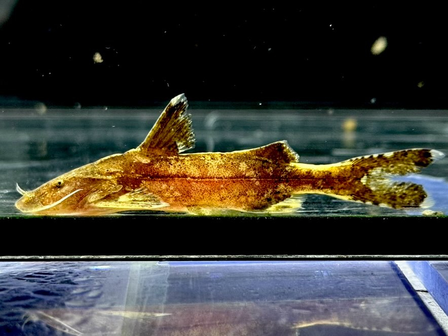 グリプトソラックス sp. 