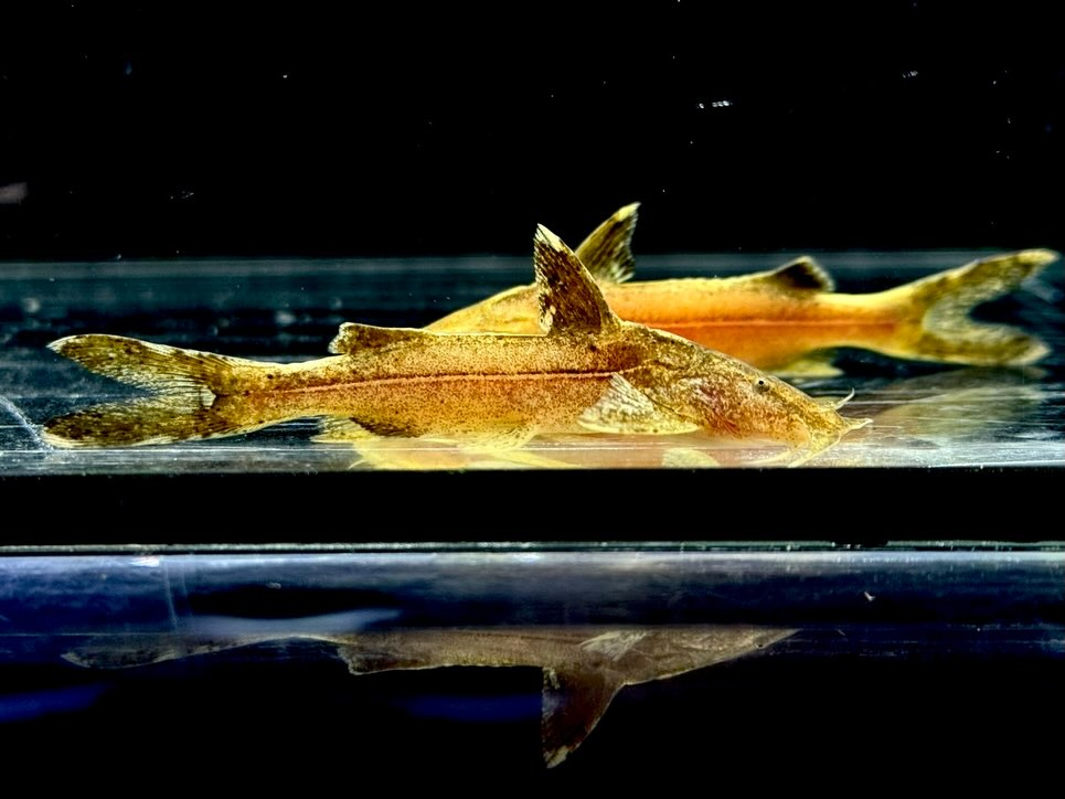 グリプトソラックス sp. 