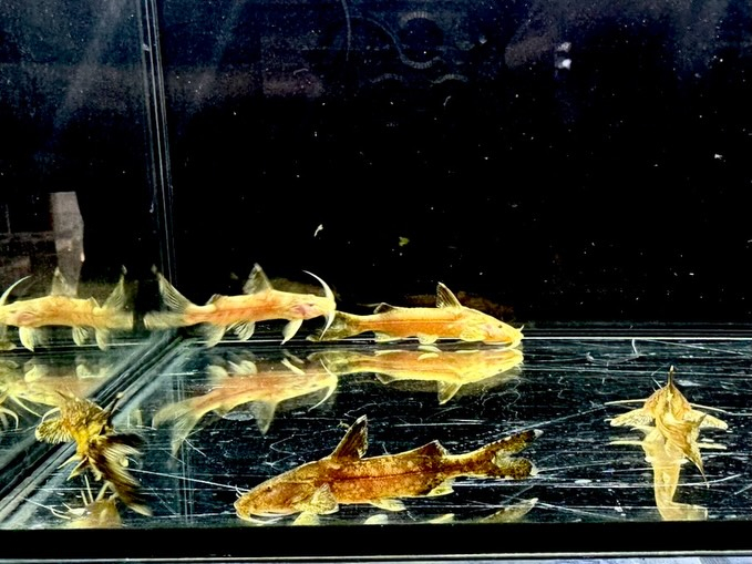 グリプトソラックス sp. 