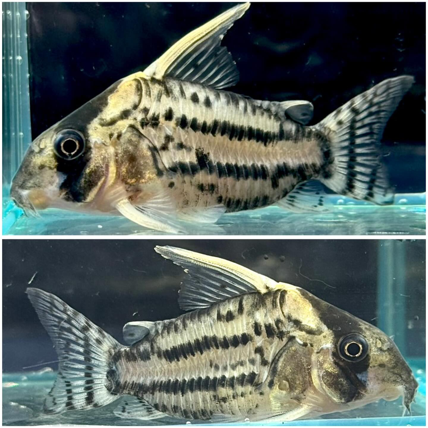 Co.スーパーシュワルツィ CW-028 