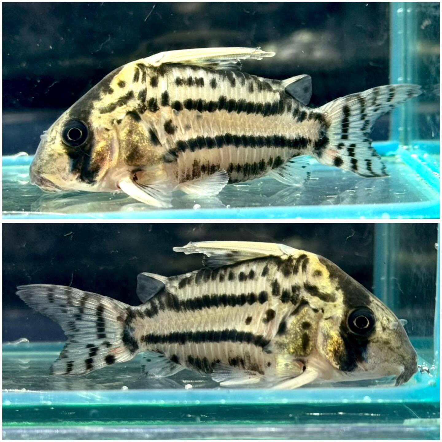 Co.スーパーシュワルツィ CW-028