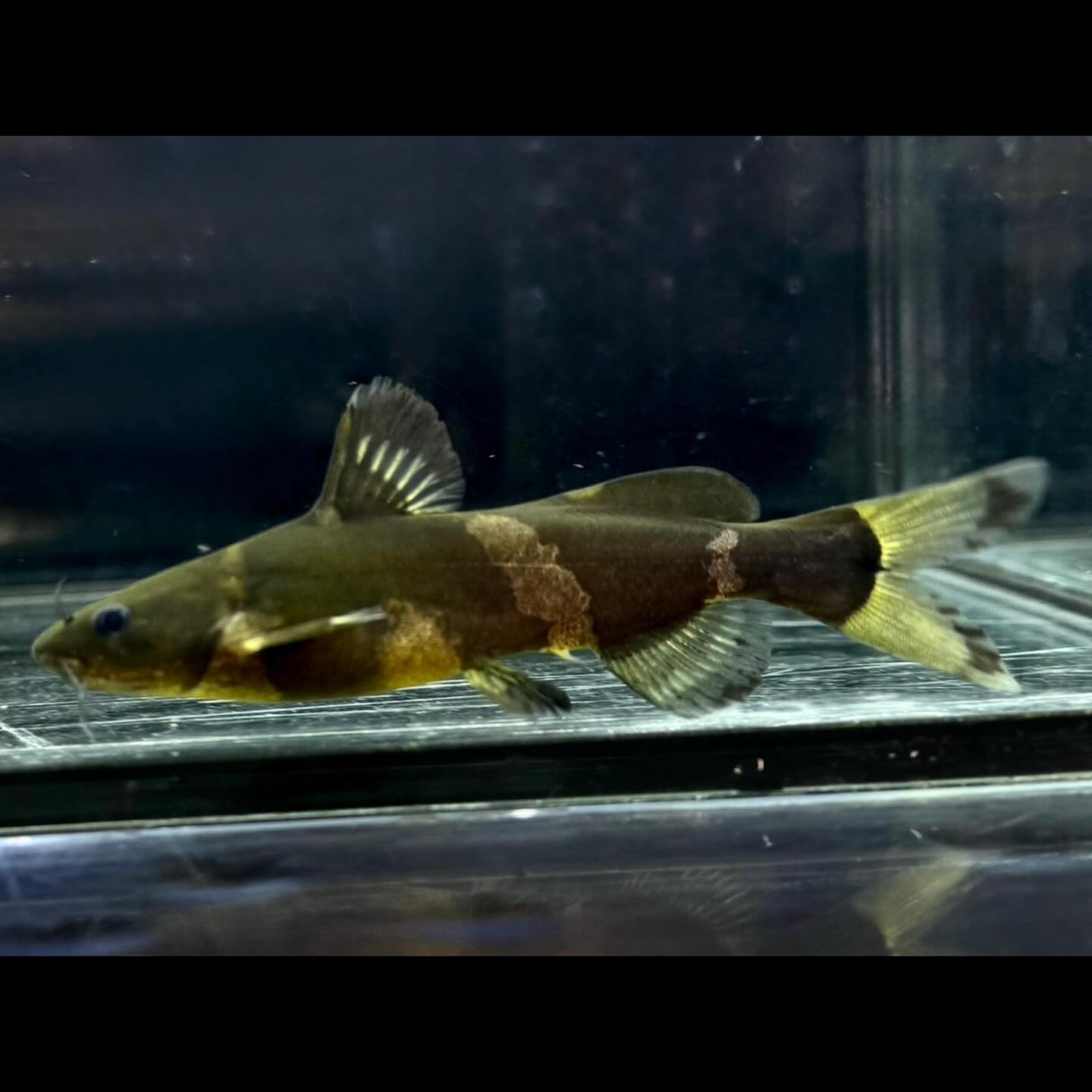 アジアンバンブルビーキャット9cm±