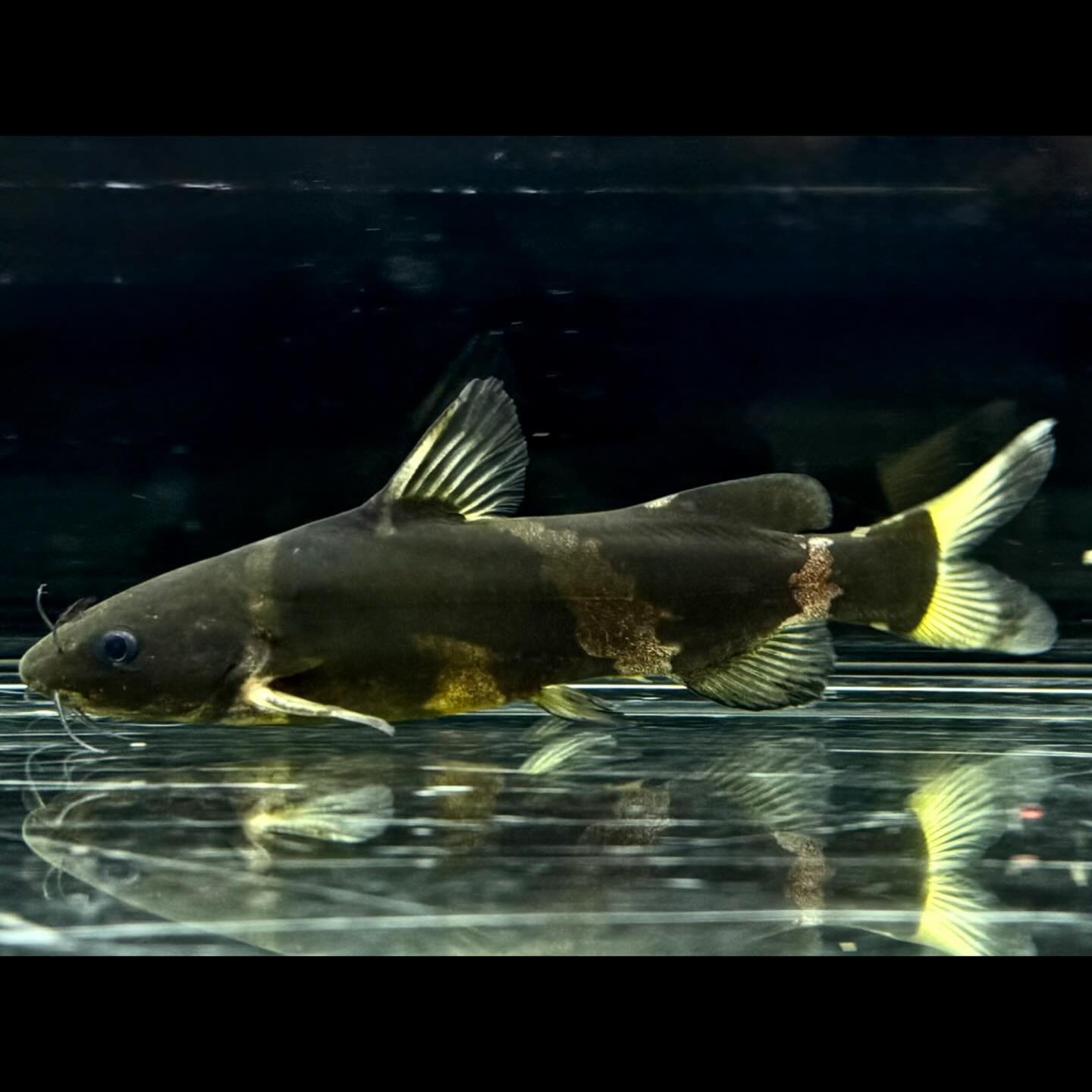 アジアンバンブルビーキャット9cm±