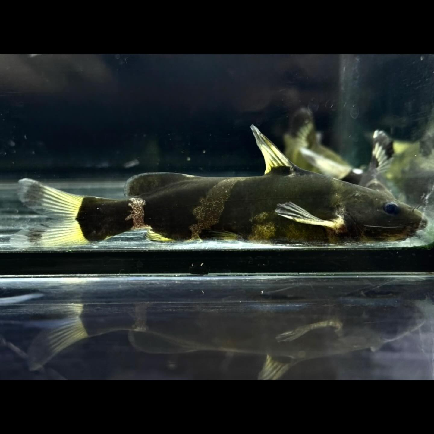 アジアンバンブルビーキャット9cm±