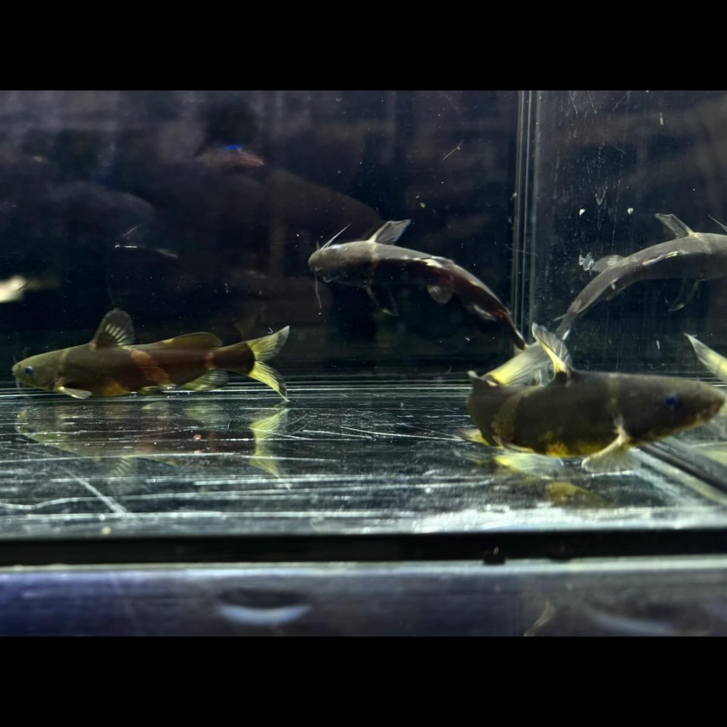 アジアンバンブルビーキャット9cm±