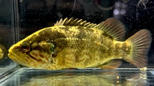 オヤニラミ 12cm±