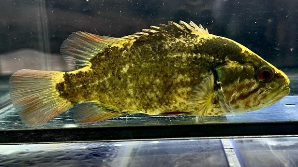 オヤニラミ 12cm±¥2,980