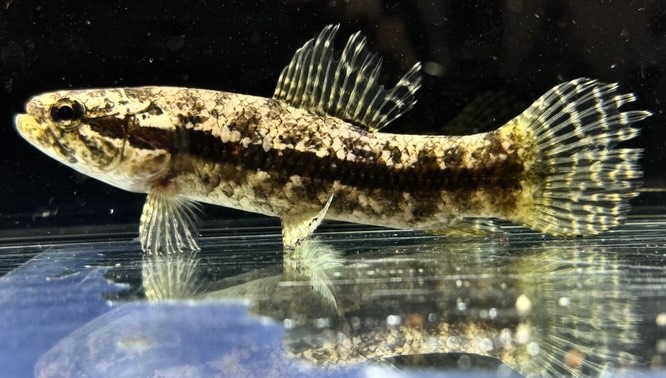 aquastyleg.base.shop/items/133...