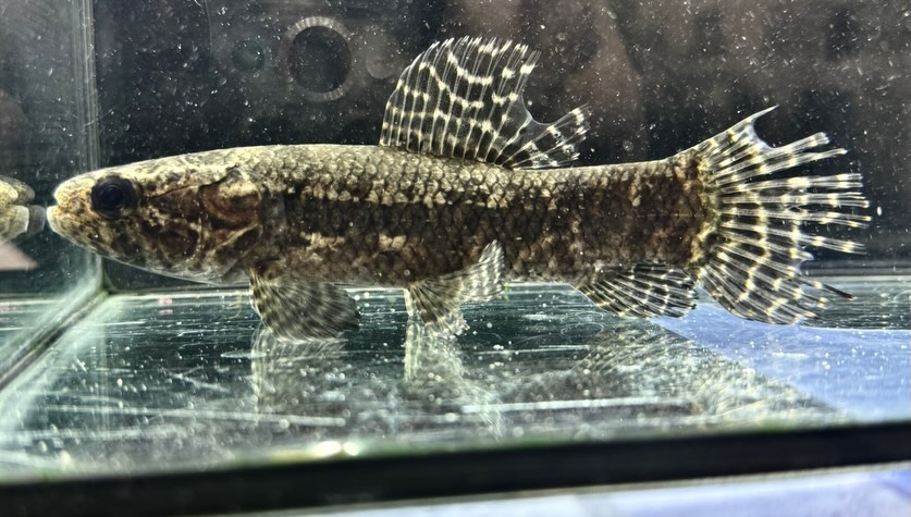 aquastyleg.base.shop/items/136...