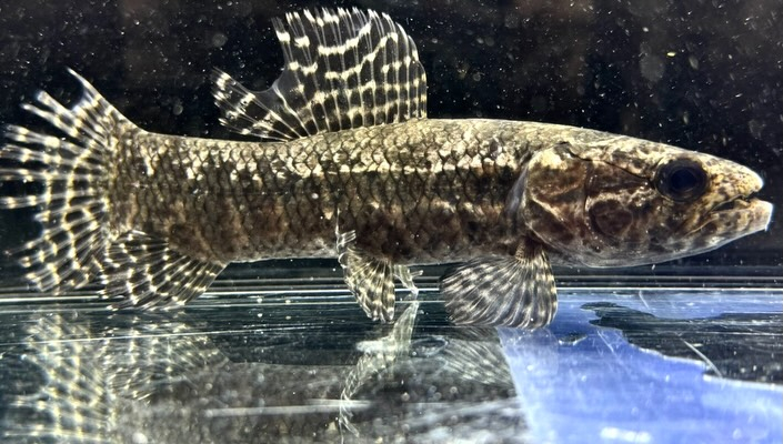 aquastyleg.base.shop/items/136...