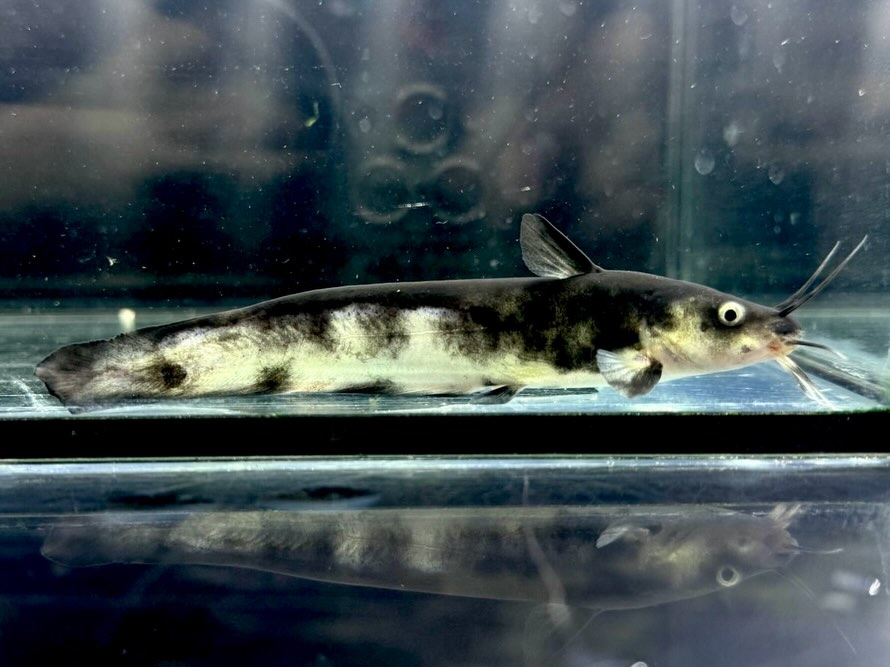 パンダタンダンキャット 11cm±