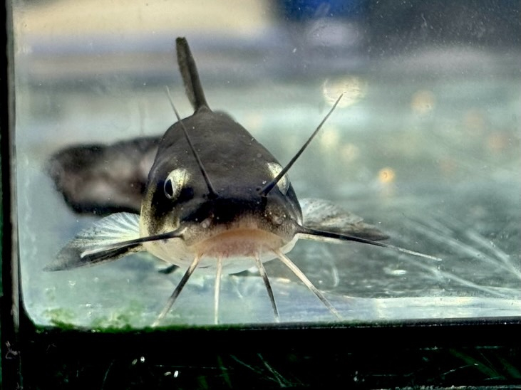 パンダタンダンキャット 11cm±