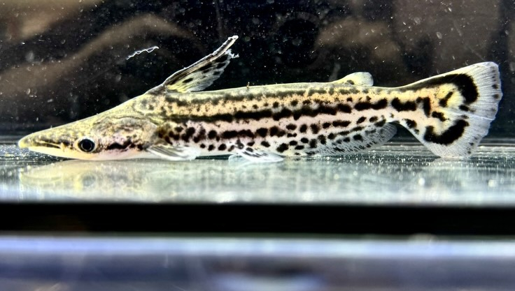 aquastyleg.base.shop/items/132...