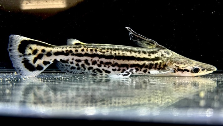 aquastyleg.base.shop/items/132...