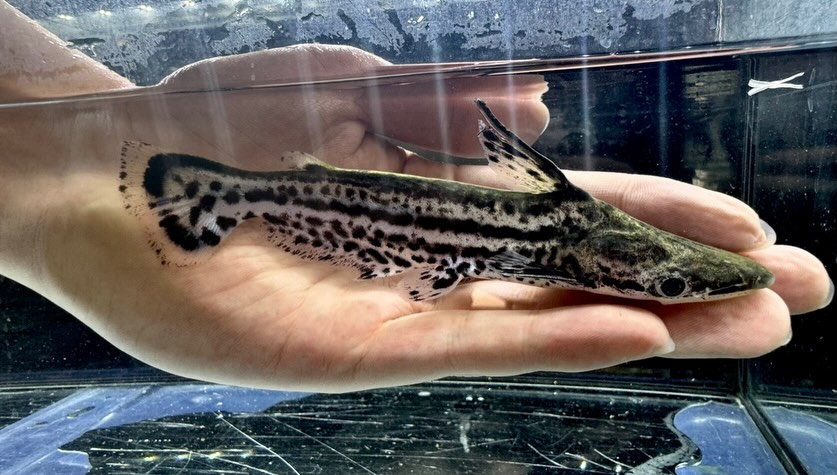 aquastyleg.base.shop/items/132...