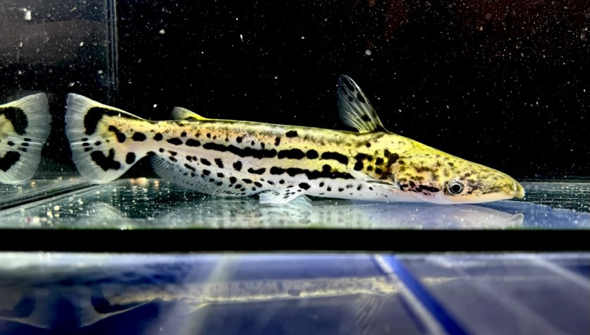 aquastyleg.base.shop/items/132...