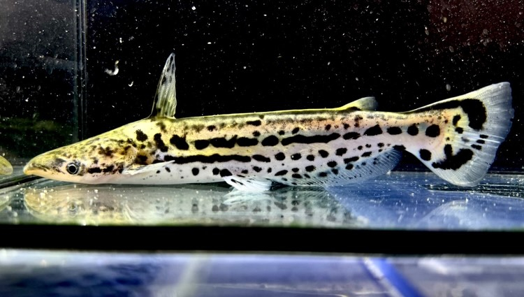 aquastyleg.base.shop/items/132...