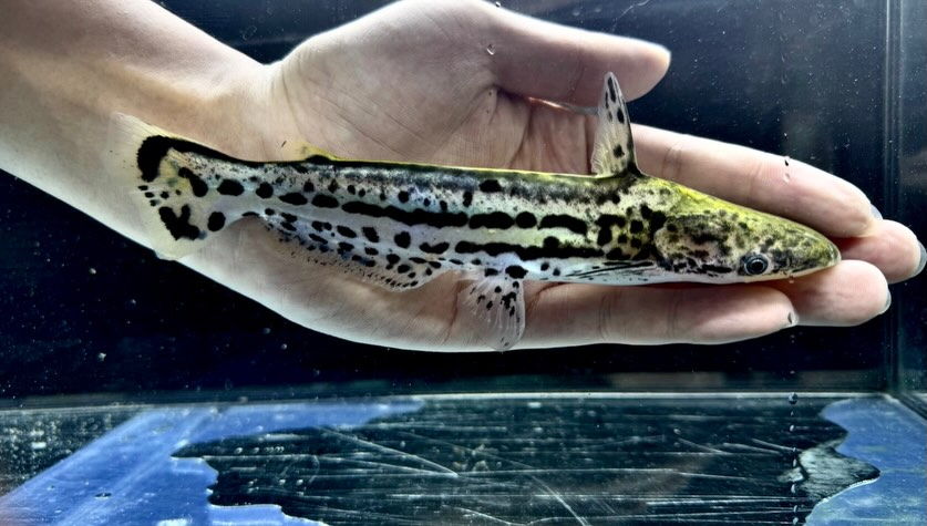 aquastyleg.base.shop/items/132...