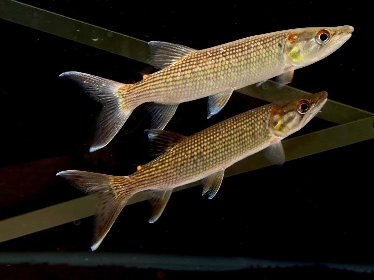 aquastyleg.base.shop/items/124...