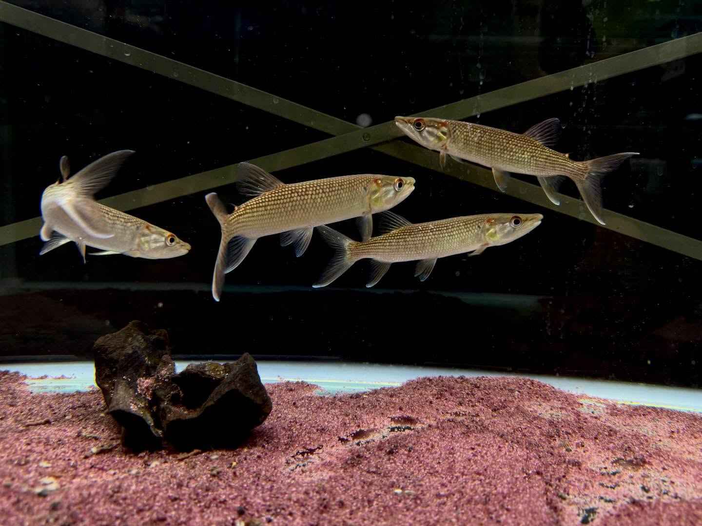 aquastyleg.base.shop/items/124...