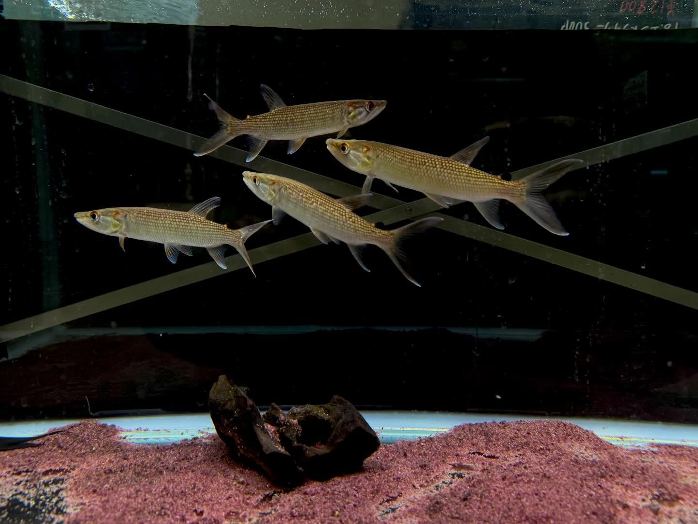 aquastyleg.base.shop/items/124...